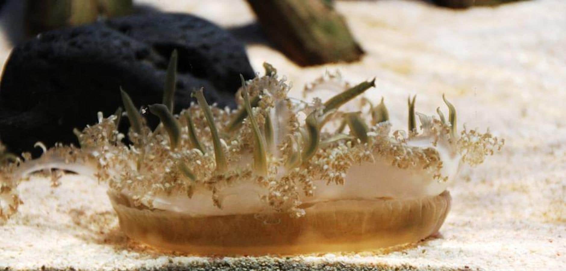 Fotos: Las medusas más bonitas y peligrosas del mundo