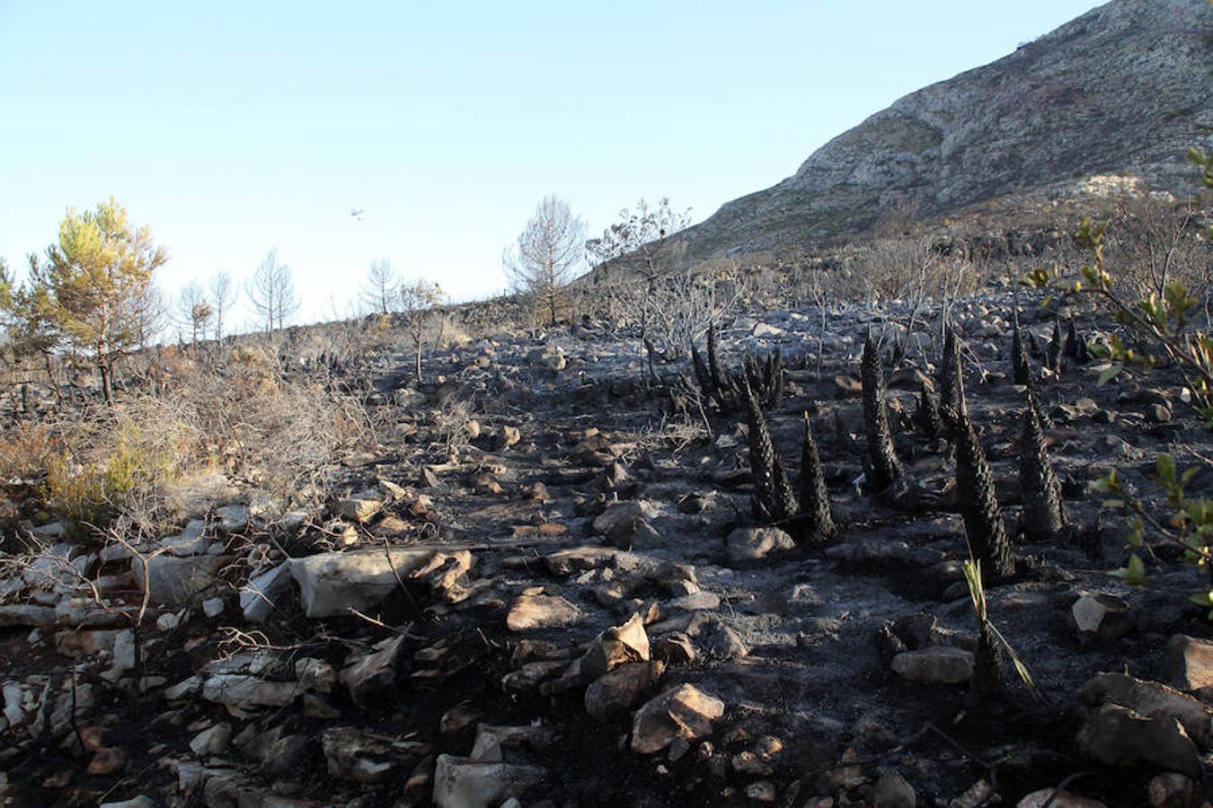 El incendio decretado el domingo en el paraje protegido del Montgó, entre los límites de Dénia y Xàbia, ha arrasado seis hectáreas. Un helicoptero y varias dotaciones de bomberos siguen refrescando la zona. 