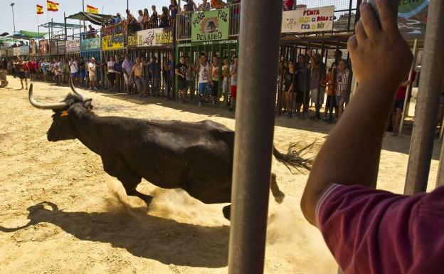 Bous al carrer en Sagunto.