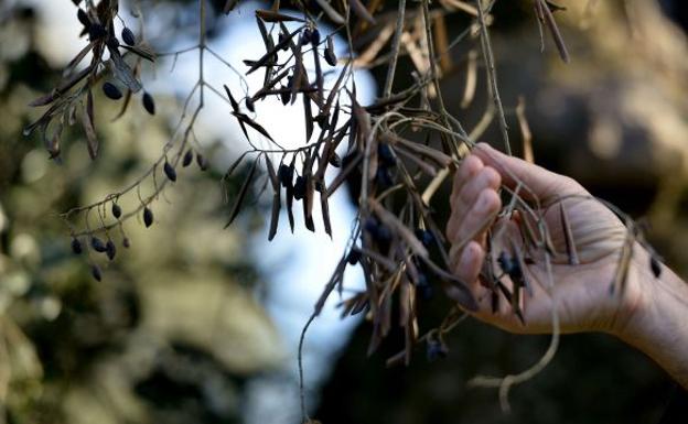 Árbol infectado por la Xylella.