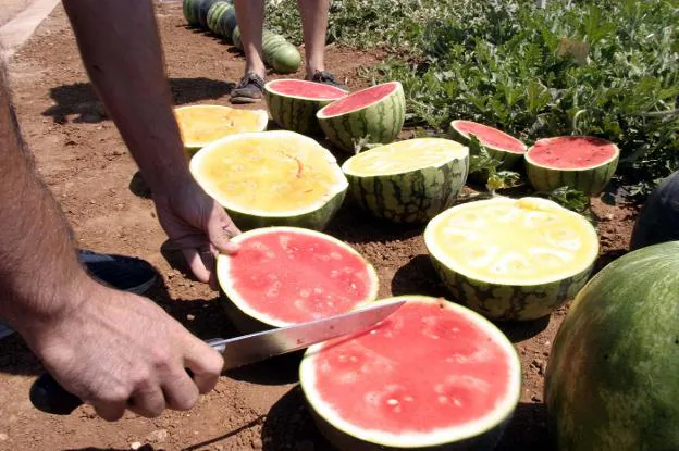 Muestra en el campo de diversas sandías partidas para apreciar su color. 