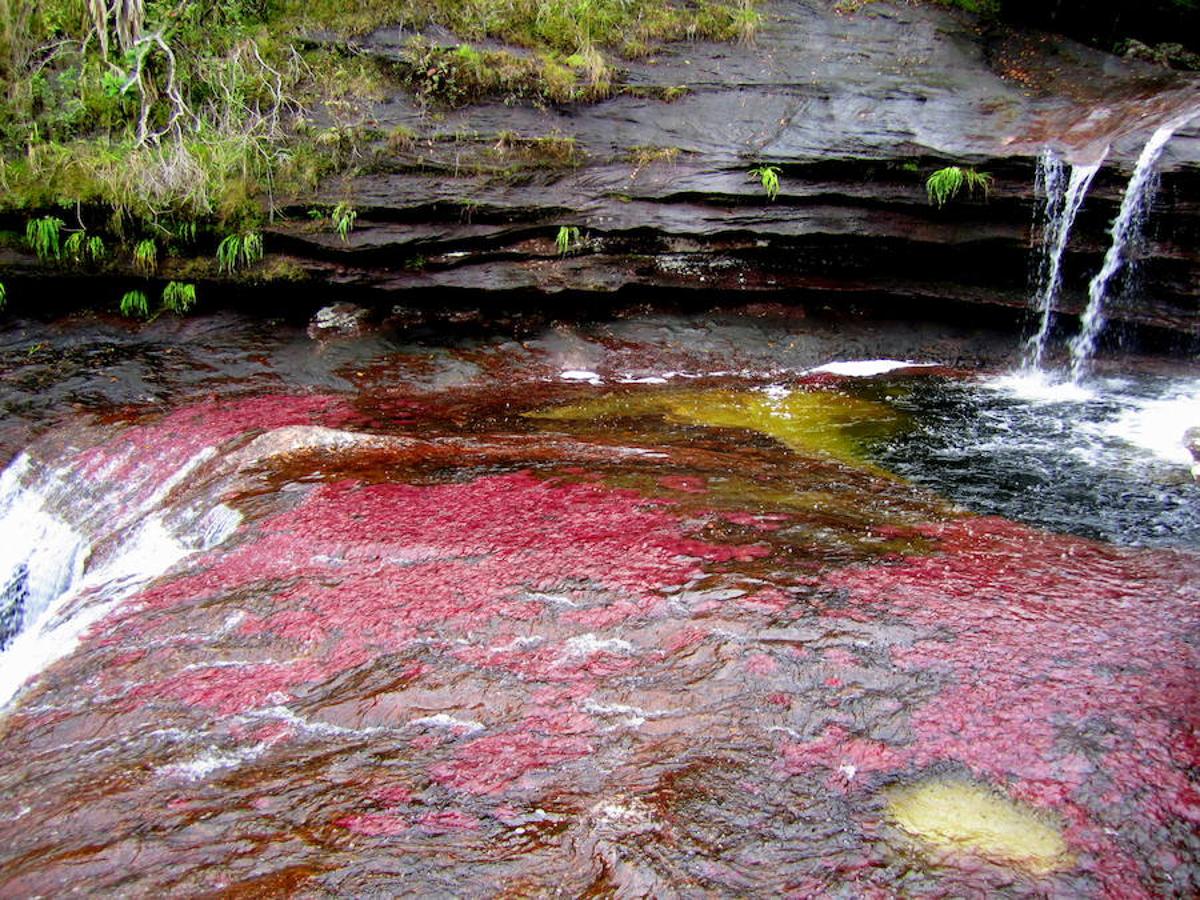 Parece sacado de un cuento pero en realidad se encuentra en Colombia (a unos 150 kilómetros al sur de la capital, Bogotá). El Caño Cristales o el río de colores, como también es conocido, es una de las bellezas naturales del planeta. Su singularidad se encuentra en su recital cromático que parece sobrenatural. Considerado por muchos como el río más bonito del mundo se conserva virgen. Con una riqueza biológica única, recorre alrededor de 100 kilómetros de la Serranía de la Macarena, un conjunto rocoso de 1.200 millones de años de antigüedad.