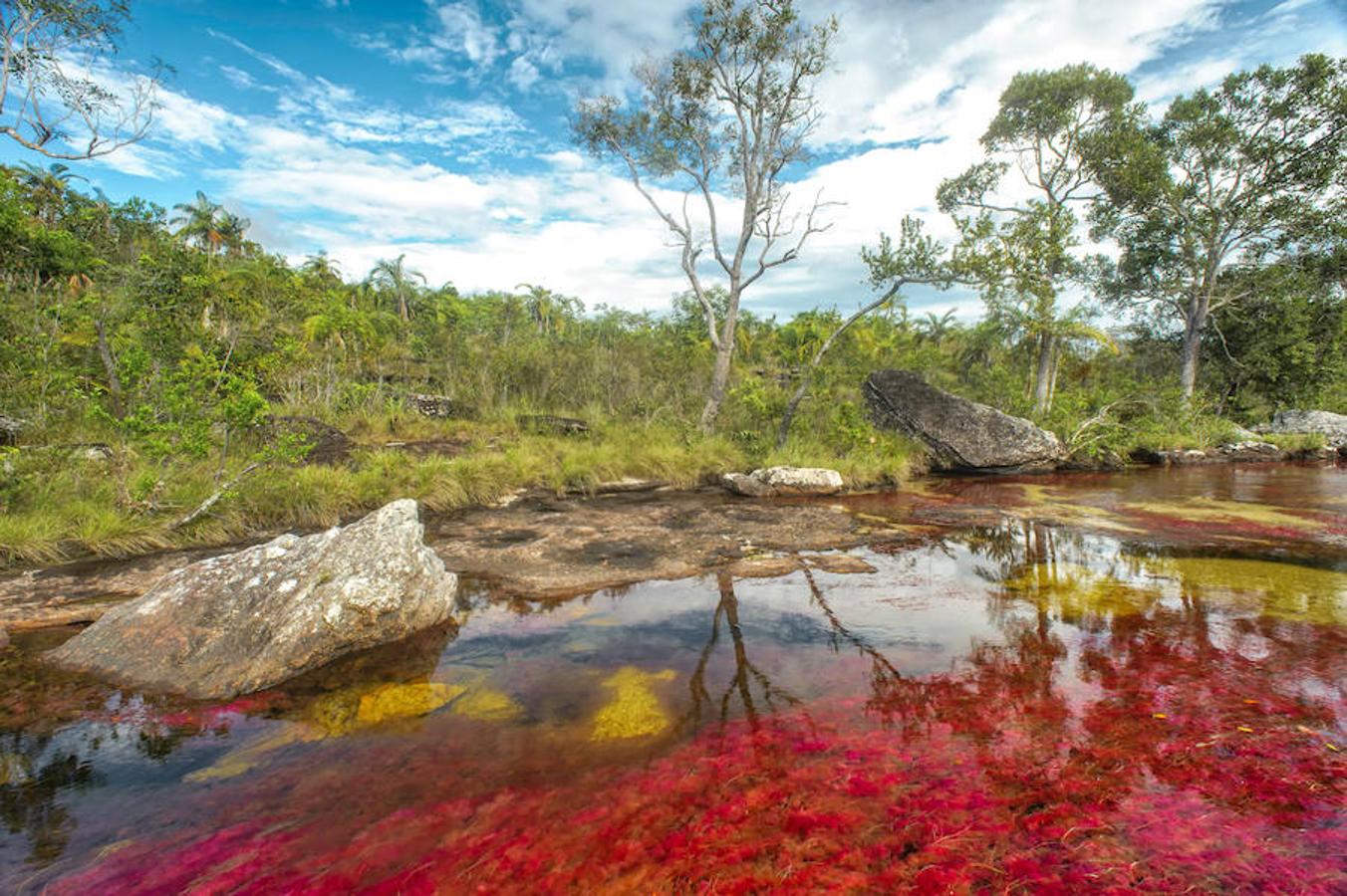 Parece sacado de un cuento pero en realidad se encuentra en Colombia (a unos 150 kilómetros al sur de la capital, Bogotá). El Caño Cristales o el río de colores, como también es conocido, es una de las bellezas naturales del planeta. Su singularidad se encuentra en su recital cromático que parece sobrenatural. Considerado por muchos como el río más bonito del mundo se conserva virgen. Con una riqueza biológica única, recorre alrededor de 100 kilómetros de la Serranía de la Macarena, un conjunto rocoso de 1.200 millones de años de antigüedad.