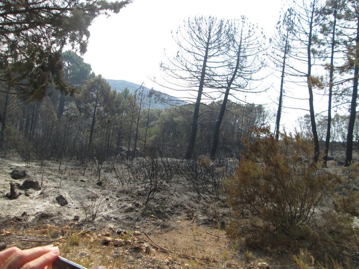 El incendio de Llutxent, activo desde el lunes 6 de agosto, y cuyo origen apunta a un rayo, ya ha arrasado 1.500 hectáreas y obligado a desalojar a 2.500 personas de tres urbanizaciones. Al lugar se han desplazado 600 efectivos terrestres y 22 medios aéreos para sofocar el fuego, que ya ha dejado las primeras imágenes de las consecuencias de su paso.