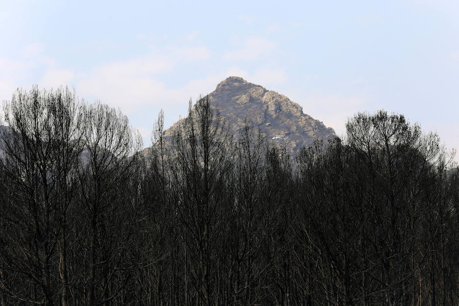 La zona de la Marxuqera (Gandía) calcinada por el incendio