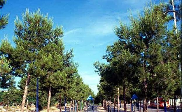 La sequía dispara el riesgo de plagas tras la muerte de diez mil pinos en primavera