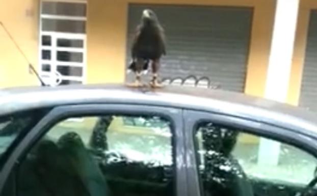 Buscan al propietario de un águila que ha aparecido en Almàssera