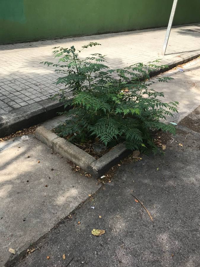 Fotos: Ocupaciones ilegales en el barrio de la Esperanza de Valencia