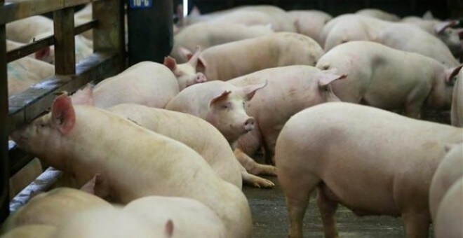 España ya tiene más cerdos que personas