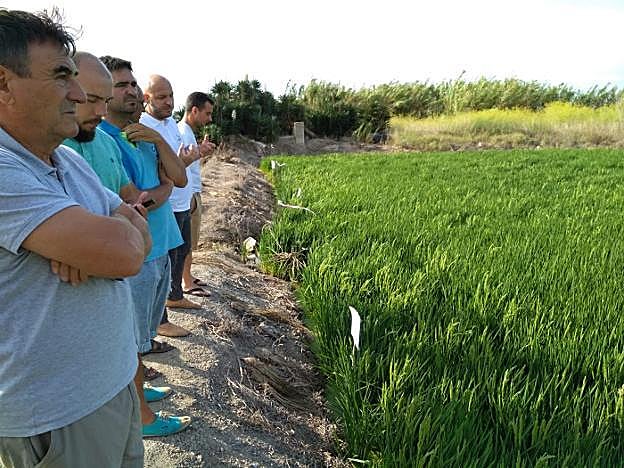 Varios agricultores observan el buen estado de un arrozal 'fortalecido' contra la 'pyricularia'. 