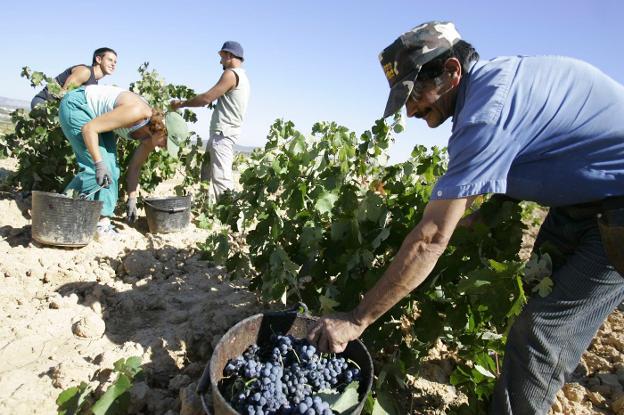 Varias personas recolectan uva en Requena durante la última vendimia. 