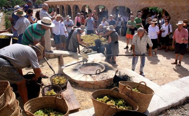 La uva en los capazos espera el momento de «l´escaldà» y luego se extenderá en los cañizos. 