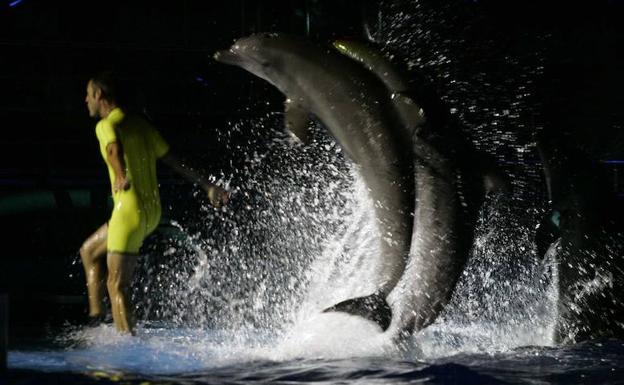 Espectáculo de 'Las Noches del Oceanografic'.