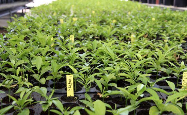 Vista de un invernadero del Instituto Valenciano de Investigaciones Agrarias (IVIA) con diferentes variedades de cítricos.