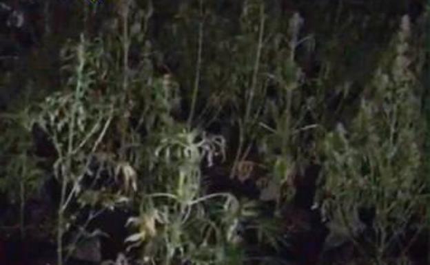 Plantas de marihuana ocultas en la vivienda.