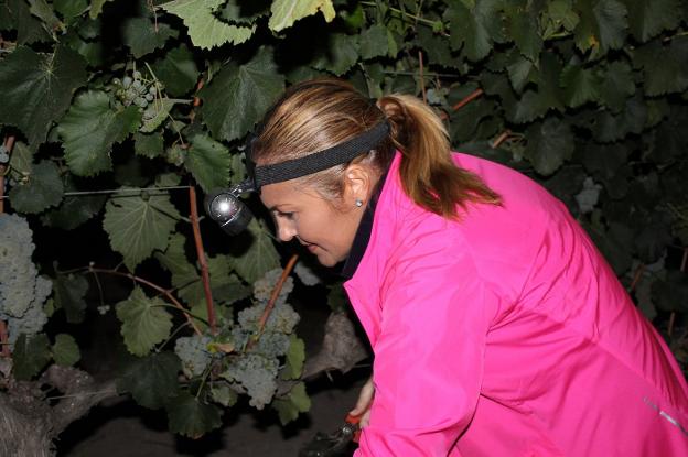 Vendimiado nocturno de albariño en Pago de Tharsys. 