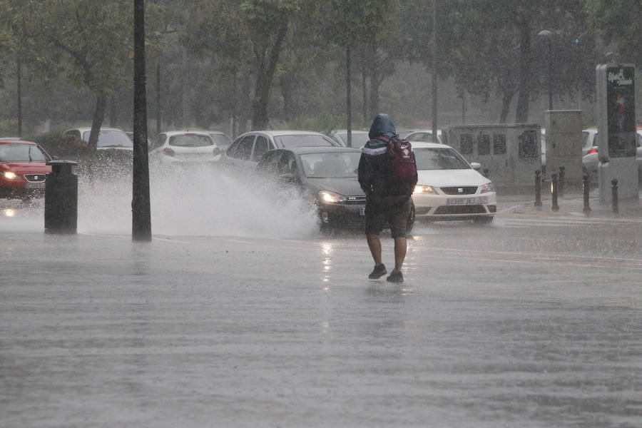 Caídas de árboles y ramas por la tormenta en la ciudad de Valencia.