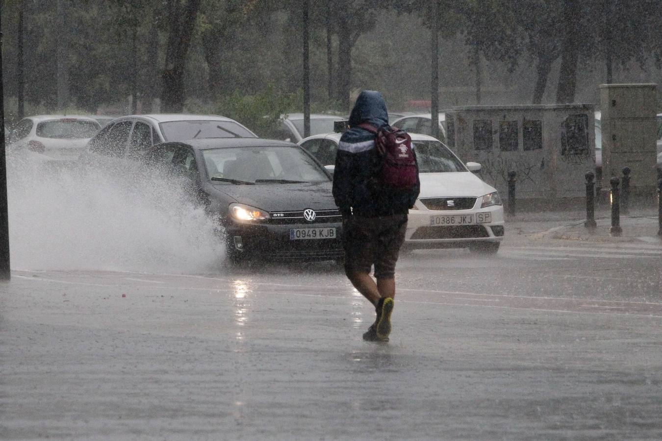 Caídas de árboles y ramas por la tormenta en la ciudad de Valencia.