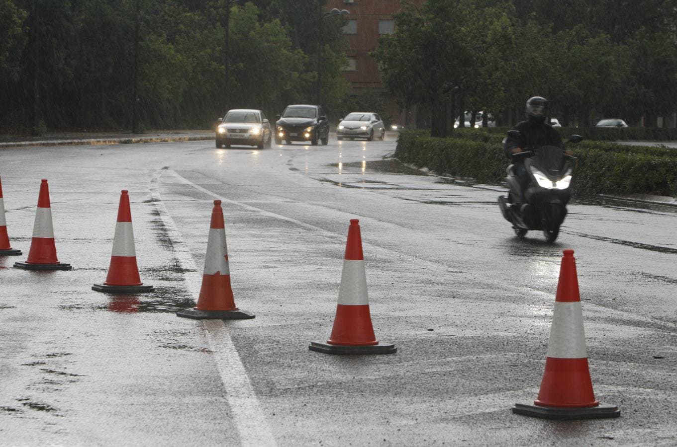 Caídas de árboles y ramas por la tormenta en la ciudad de Valencia.