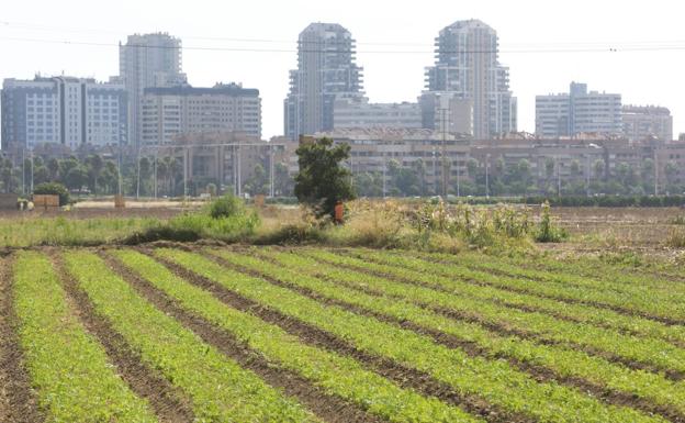 Huerta de Campanar.