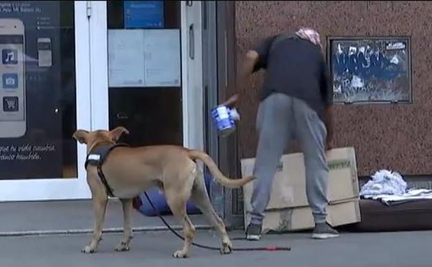 Mafias de la mendicidad utilizan a perros drogados para pedir dinero