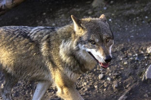 Canis lupus | La peligrosa moda de tener un lobo en casa | Las Provincias