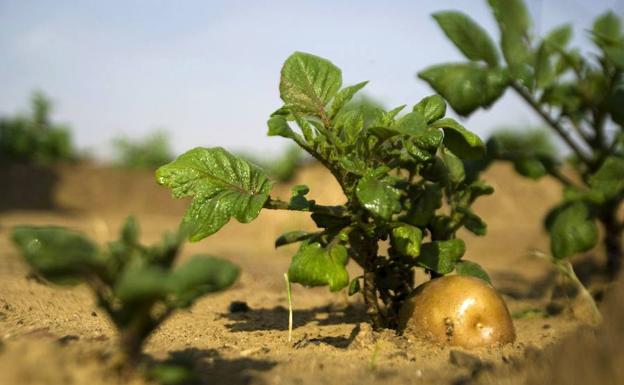 El Potyvirus representa la máxima amenaza para la producción de patatas en todo el mundo. 