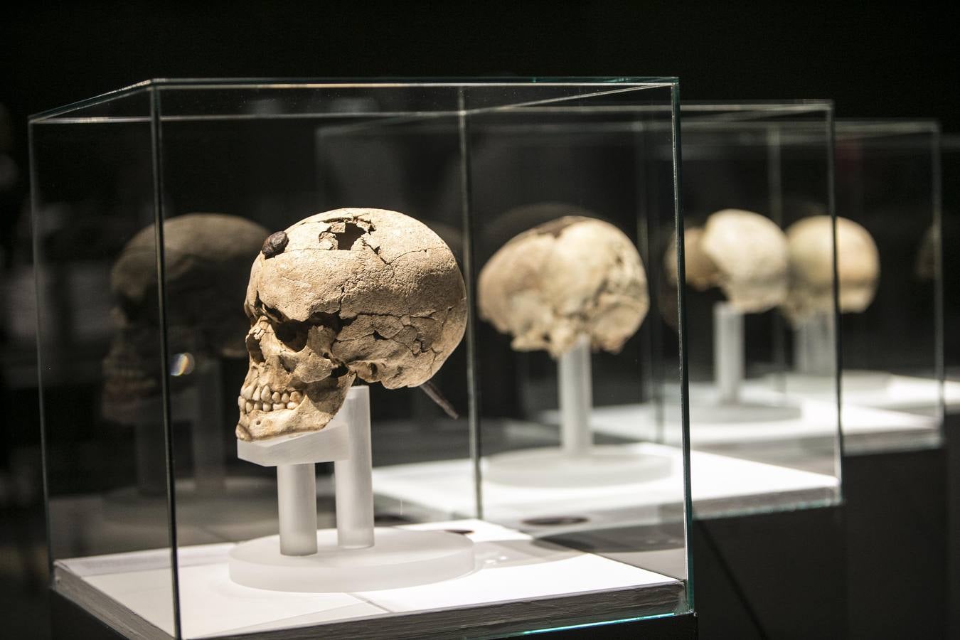El Museu de Prehistòria de València abre las puertas de sus sala de exposiciones temporales a 'Cabezas cortadas. Símbolos de poder', una muestra dedicada al ritual de cortar cabezas. Hasta marzo de 2019 muestra esta exhibición de la violencia, como forma de veneración o para humillar al enemigo.