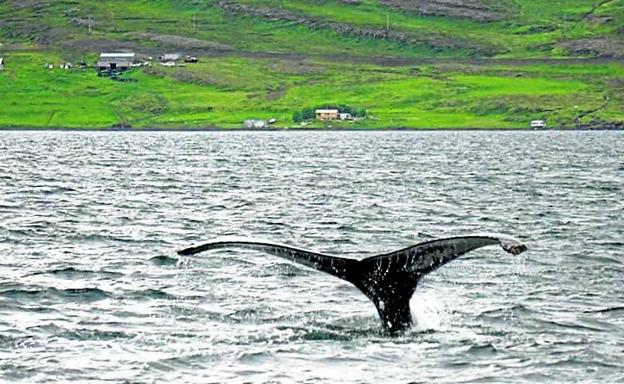 Una ballena jorobada muestra su aleta caudal frente a la costa de Hólmavík, donde los pescadores levantaron una estación ballenera.