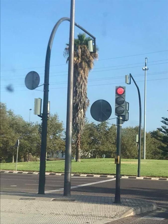 Palmeras sin podar en el bulevar sur.