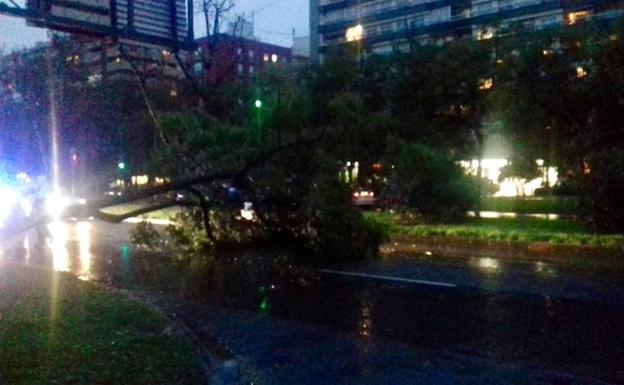 Gota fría en Valencia | El temporal tumba un árbol en la avenida Blasco Ibáñez de Valencia