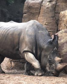 Imagen secundaria 2 - Los animales del Bioparc, los únicos que disfrutan de la gota fría en Valencia