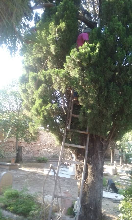 Frente al Cementerio Municipal de Valencia, lo que parece un jardín es, en realidad, otro cementerio que guarda parte del relato de la ciudad. El Cementerio Británico de Valencia se prepara para abrir sus puertas los días 28 de octubre y 1 de noviembre. Son las dos únicas fechas en las que sus instalaciones son visitables por falta de recursos. Por esta razón, un equipo ha estado trabajando para que esté todo listo. Se trata de un lugar de 150 años que al no ser un espacio municipal, está cuidado por voluntarios que quieren preservar cada una de las historias que allí residen. 