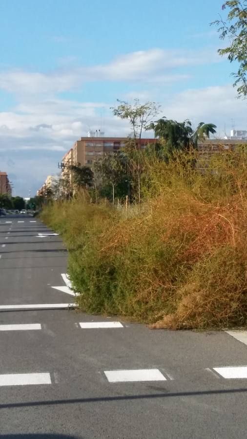 Fotos: Vecinos de Malilla critican el mal estado de la jardinería