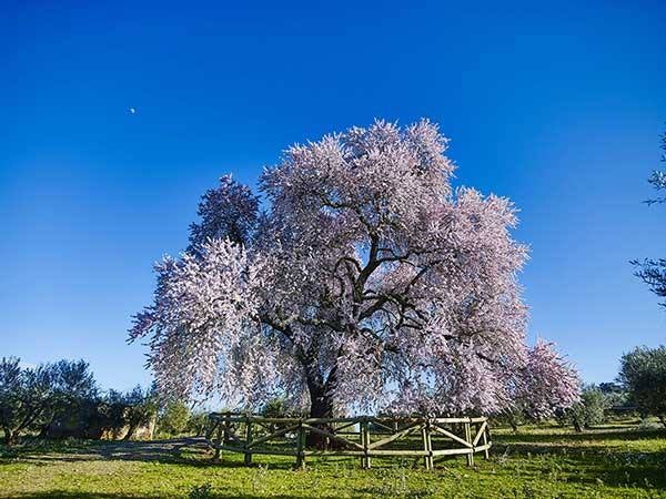 El resto de candidatos españoles son: Almendro real de Valverde de Leganés (Badajoz). 12 metros y 300 años. 