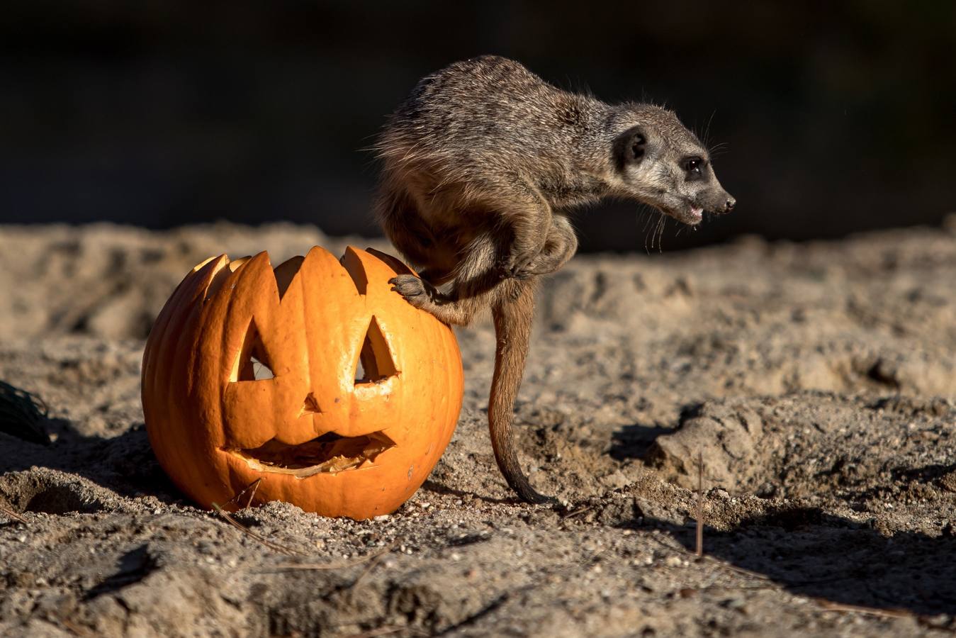 Múltiples rincones del planeta celebran la fiesta de Halloween, que tiene como origen la fiesta celta Samhain, del fin de la cosecha. Washíngton, Pekín, Hong Kong, Johannesburgo, Berlín, Galway (Irlanda), Krulov y Managua son sólo algunas de la ciudades que se disfrazan esta noche.