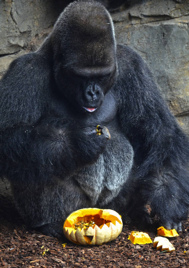 Los chimpancés, gorilas, driles, lemures, suricatas, leones y elefantes de Bioparc Valencia han celebrado un Halloween muy animal con manjares como calabazas con ojos rellenas de muesli, miel, frutas o incluso gusanos y carnes rojas y sangrientas.