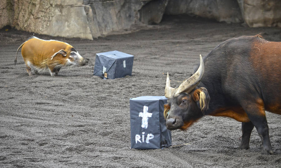 Los chimpancés, gorilas, driles, lemures, suricatas, leones y elefantes de Bioparc Valencia han celebrado un Halloween muy animal con manjares como calabazas con ojos rellenas de muesli, miel, frutas o incluso gusanos y carnes rojas y sangrientas.