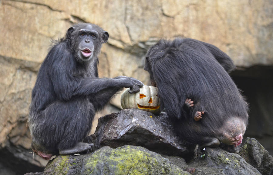 Los chimpancés, gorilas, driles, lemures, suricatas, leones y elefantes de Bioparc Valencia han celebrado un Halloween muy animal con manjares como calabazas con ojos rellenas de muesli, miel, frutas o incluso gusanos y carnes rojas y sangrientas.