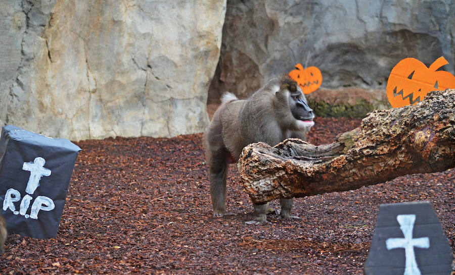 Los chimpancés, gorilas, driles, lemures, suricatas, leones y elefantes de Bioparc Valencia han celebrado un Halloween muy animal con manjares como calabazas con ojos rellenas de muesli, miel, frutas o incluso gusanos y carnes rojas y sangrientas.