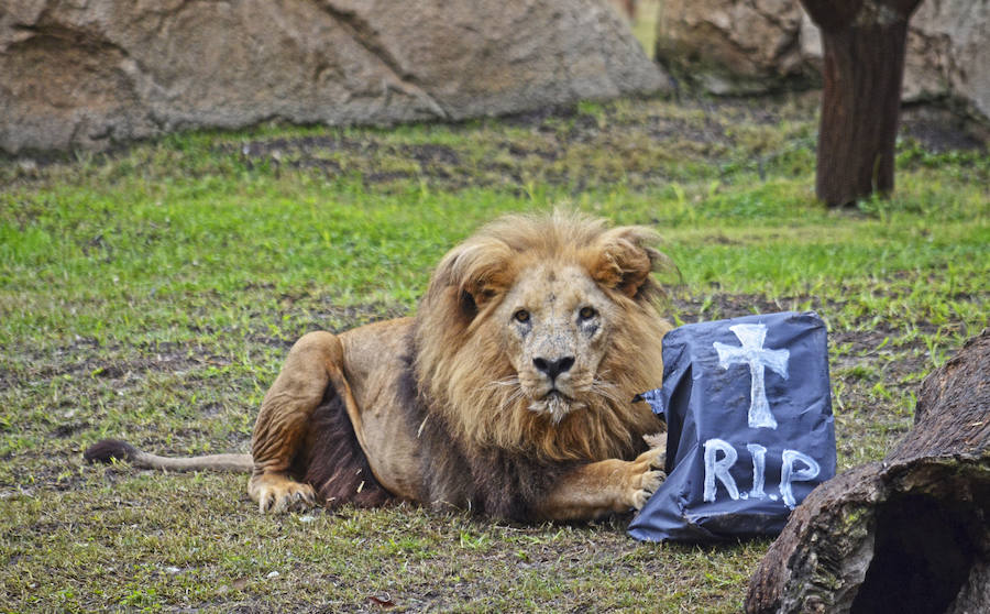 Los chimpancés, gorilas, driles, lemures, suricatas, leones y elefantes de Bioparc Valencia han celebrado un Halloween muy animal con manjares como calabazas con ojos rellenas de muesli, miel, frutas o incluso gusanos y carnes rojas y sangrientas.