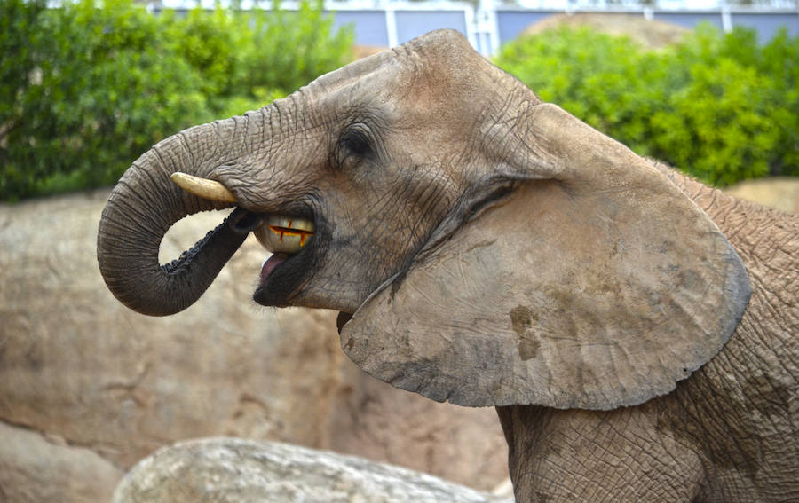 Los chimpancés, gorilas, driles, lemures, suricatas, leones y elefantes de Bioparc Valencia han celebrado un Halloween muy animal con manjares como calabazas con ojos rellenas de muesli, miel, frutas o incluso gusanos y carnes rojas y sangrientas.