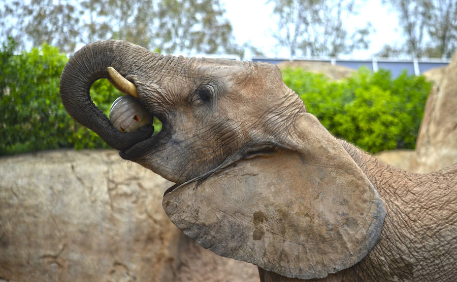 Los chimpancés, gorilas, driles, lemures, suricatas, leones y elefantes de Bioparc Valencia han celebrado un Halloween muy animal con manjares como calabazas con ojos rellenas de muesli, miel, frutas o incluso gusanos y carnes rojas y sangrientas.