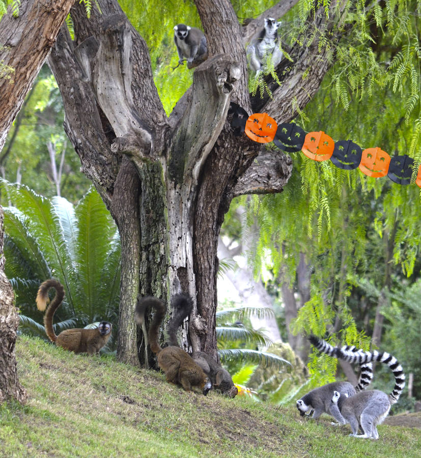 Los chimpancés, gorilas, driles, lemures, suricatas, leones y elefantes de Bioparc Valencia han celebrado un Halloween muy animal con manjares como calabazas con ojos rellenas de muesli, miel, frutas o incluso gusanos y carnes rojas y sangrientas.