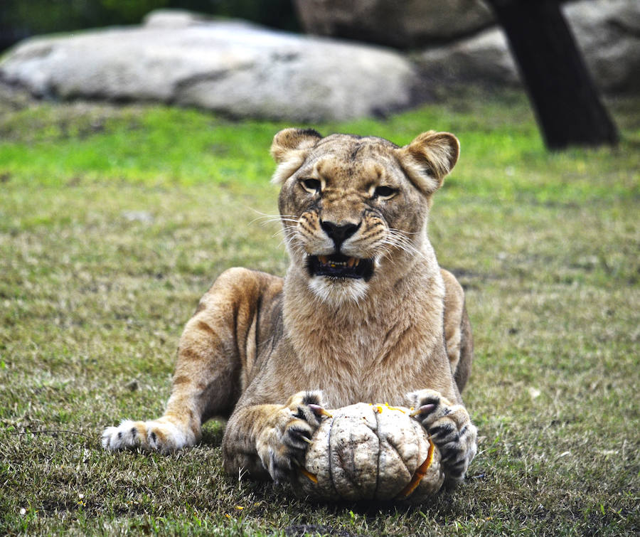 Los chimpancés, gorilas, driles, lemures, suricatas, leones y elefantes de Bioparc Valencia han celebrado un Halloween muy animal con manjares como calabazas con ojos rellenas de muesli, miel, frutas o incluso gusanos y carnes rojas y sangrientas.