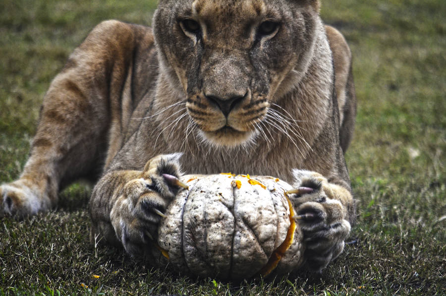 Los chimpancés, gorilas, driles, lemures, suricatas, leones y elefantes de Bioparc Valencia han celebrado un Halloween muy animal con manjares como calabazas con ojos rellenas de muesli, miel, frutas o incluso gusanos y carnes rojas y sangrientas.