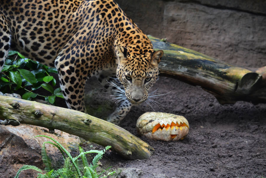 Los chimpancés, gorilas, driles, lemures, suricatas, leones y elefantes de Bioparc Valencia han celebrado un Halloween muy animal con manjares como calabazas con ojos rellenas de muesli, miel, frutas o incluso gusanos y carnes rojas y sangrientas.