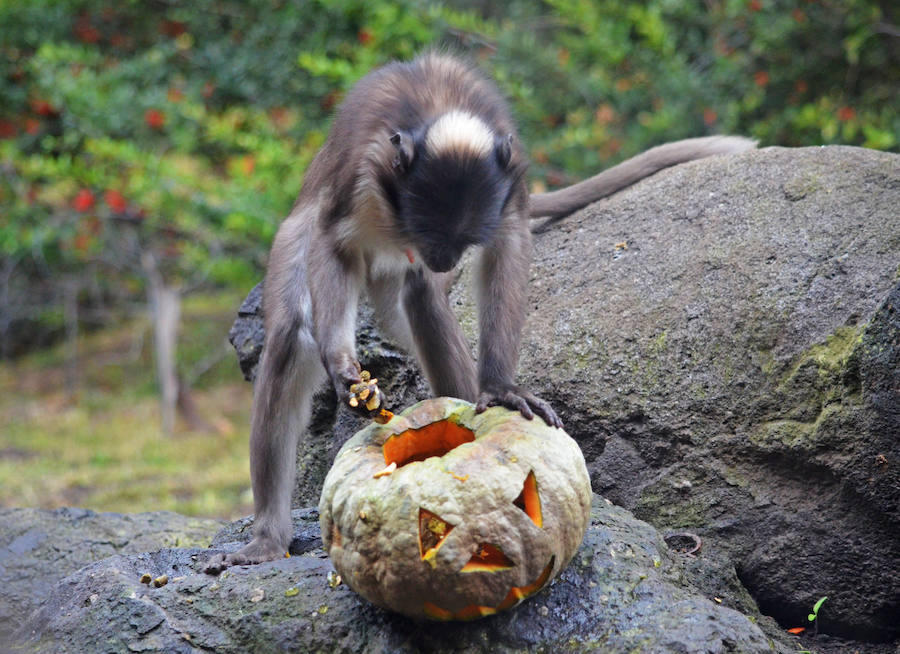 Los chimpancés, gorilas, driles, lemures, suricatas, leones y elefantes de Bioparc Valencia han celebrado un Halloween muy animal con manjares como calabazas con ojos rellenas de muesli, miel, frutas o incluso gusanos y carnes rojas y sangrientas.