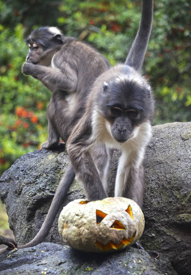 Los chimpancés, gorilas, driles, lemures, suricatas, leones y elefantes de Bioparc Valencia han celebrado un Halloween muy animal con manjares como calabazas con ojos rellenas de muesli, miel, frutas o incluso gusanos y carnes rojas y sangrientas.