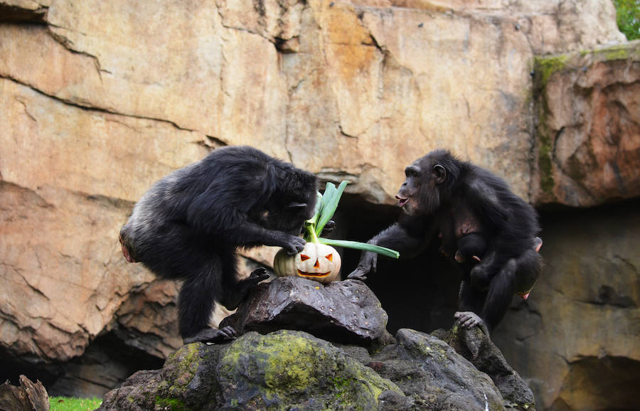 Los chimpancés, gorilas, driles, lemures, suricatas, leones y elefantes de Bioparc Valencia han celebrado un Halloween muy animal con manjares como calabazas con ojos rellenas de muesli, miel, frutas o incluso gusanos y carnes rojas y sangrientas.